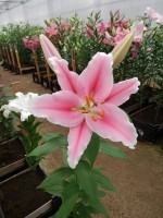 [3494 PO17 Bolzano No02.JPG]